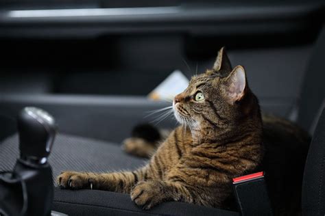 road trip with cat in car.